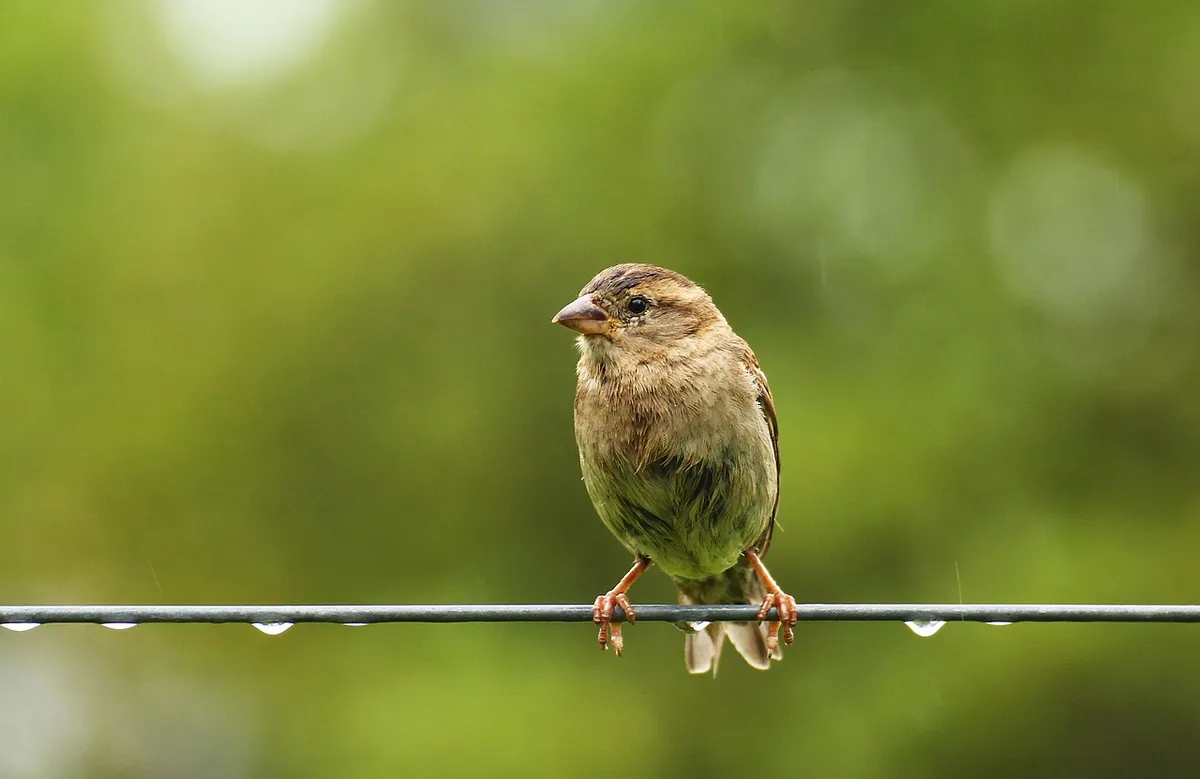 sparrow, bird, fair is fair, beak, animal, nature, birds, vulnerability, pup, gardens, sparrow, sparrow, sparrow, vulnerability, vulnerability, vulnerability, v